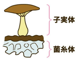 アガリクスの子実体と菌糸体